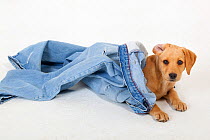 Yellow Labrador retriever puppy playing with a pair of old jeans