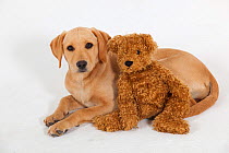 Yellow Labrador retriever puppy with a cuddly Teddy Bear
