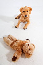 Yellow Labrador retriever puppy playing with a cuddly Teddy Bear