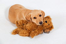Yellow Labrador retriever puppy with cuddly Teddy Bear