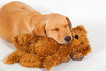 Yellow Labrador retriever puppy sleeping with cuddly Teddy Bear