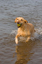 Yellow Labrador retriever fetching ball from sea water, Norfolk, UK, March