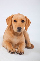 Yellow Labrador retriever puppy, 14 weeks, studio portrait