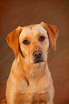 Yellow Labrador retriever puppy, studio portrait