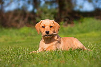 Yellow Labrador retriever puppy playing with stick in garden, UK