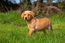 RF- Yellow Labrador retriever puppy in garden, UK, April. (This image may be licensed either as rights managed or royalty free.)