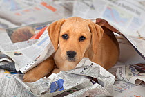 Yellow Labrador retriever puppy playing amongst newspapers, UK
