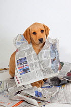 Yellow Labrador retriever puppy playing with newspapers, UK