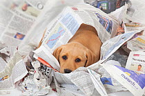 Yellow Labrador retriever puppy resting amongst newspaper, UK