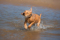 Yellow Labrador retriever puppy running through sea water on beach, Norfolk, UK, May