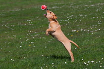 Yellow Labrador retriever puppy playing with ball in garden, Norfolk, UK