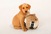 Yellow Labrador retriever puppy, studio portrait with worn-out football, UK