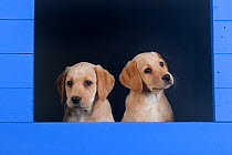 Two Yellow Labrador retriever puppies looking out from blue kennel, UK