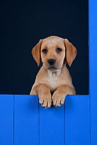 Yellow Labrador retriever puppy looking out from blue kennel, UK