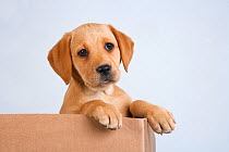 Yellow Labrador retriever puppy, 2 months, studio portrait, UK