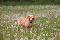 Yellow Labrador retriever puppy in garden amongst Dandelion seedheads, Norfolk, UK, May 2010
