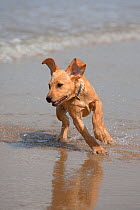 Yellow Labrador retriever puppy playing on beach, Norfolk, UK