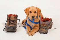 Yellow Labrador retriever puppy, studio portrait with hiking boots and leash