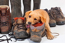 Yellow Labrador retriever puppy chewing hiking boots