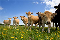 Domestic cattle, beef calves in buttercup meadow, Hertfordshire, UK, May