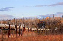Dalton Highway, famous Alaska Pipeline just after crossing Yukon River. The northern depressed taiga of Alaska with  Black spruce forest killed by bark beetle.  North America, ALASKA, USA, September 2...