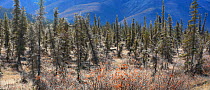 The northern taiga of Alaska (of Black Spruce, Picea nigra), Dalton Highway north of Coldfoot, ALASKA, USA, North America, September 2009