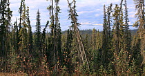 The northern taiga of Alaska (of Black Spruce, Picea nigra), Dalton Highway, ALASKA, USA, North America, September 2009