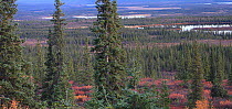 Famous Denali HW area,  a view from the upland plateau down to the valley of Susitna River with lakes, spruces (White spruce and Black Spruce) and the Fir (Abies). The land of moose, caribou and willo...
