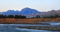 Denali National Park, Sanctuary Camp area. A view to Sanctuary River  with rocky ridge of Alaska Range at background. A landscape with White and Black spruces and riverside willows. The habitat  of Sn...