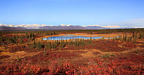 Famous Denali HW area,  a typical landscape with lakes, White spruce (Picea glauca) and dwarf birches on upland plateau of Alaska Range. The land of caribou, willow grouse and moose. Denali HighWay (R...