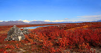 Famous Denali HW area, typical landscape with rocks, dwarf birches and willows on upland plateau with a view to the ridges of Alaska Range from a south. Denali HighWay (Road 8) leading to Denali NP fr...
