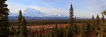 Denali National Park, the Wonder Lake camp area. A view to Mt. McKinly (Alaska Range) across swampy landscape with White and Black spruces on the Bar Trail.  Moose  habitat. North America, ALASKA, USA...