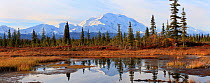 Denali National Park, the Wonder Lake camp area. A view to Mt. McKinly (Alaska Range) across swampy landscape with White and Black spruces on the Bar Trail.  Moose and Spruce Grouse habitat. North Ame...