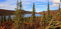 Denali National Park, the Wonder Lake, a view to the north.  The landscape with mixed forest.  North America, ALASKA, USA, September 2009