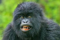Mountain gorilla (Gorilla beringei) youngster with bad teeth in Susa group, Parc National des Volcans, Rwanda