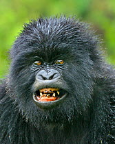 Mountain gorilla (Gorilla beringei) youngster with bad teeth in Susa group, Parc National des Volcans, Rwanda