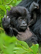 Mountain gorilla (Gorilla beringei) baby in mother's arms, Susa group, Parc National des Volcans, Rwanda