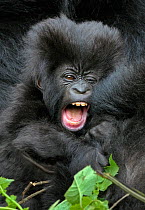 Mountain gorilla (Gorilla beringei) baby in mother's arms, Susa group, Parc National des Volcans, Rwanda