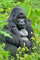 Mountain gorilla (Gorilla beringei) silverback, Susa group, Parc National des Volcans, Rwanda