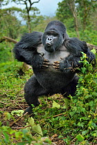 Mountain gorilla (Gorilla beringei) silverback beating chest and charging, Susa group, Parc National des Volcans, Rwanda