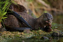 Canadian otter / North American river otter (Lontra / Lutra canadensis) feeding on a crayfish. Wyoming, USA, July 2010