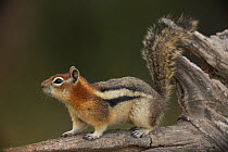 Golden-mantled ground squirrel (Spermophilus lateralis) on a log.. Montana, USA, Oct 2010