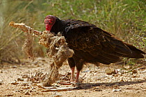 Turkey vulture (Cathartes aura) feeding on jackrabbit carcass. Sonoran desert, Arizona, USA, October 2010
