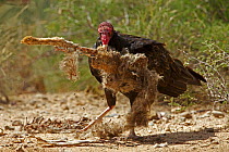 Turkey vulture (Cathartes aura) feeding on jackrabbit carcass. Sonoran desert, Arizona, USA, October 2010