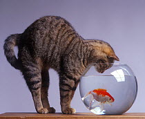 Domestic tabby Cat (Felis catus) watching goldfish (Carassius auratus) in a glass bowl.