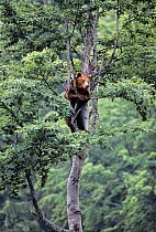 Brown Bear (Ursus arctos) climbing tree, South Carpathian mountains, Romania