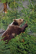 Brown Bear (Ursus arctos) attacking a sapling Fir tree (Abies) South Carpathian mountains, Romania