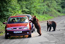 Two Brown Bear (Ursus arctos) cubs, standing in road, and leaning on car window, South Carpathian mountains, Romania