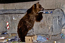 Brown Bear (Ursus arctos) searching for food in industrial rubbish bins, Brasov, South Carpathian mountains, Romania