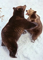 Brown Bear (Ursus arctos) mock fighting, Bayerisch Wald National Park, Germany. Captive